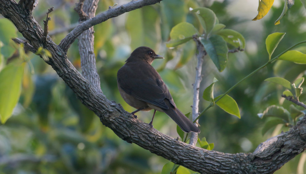 Clay-colored Robin